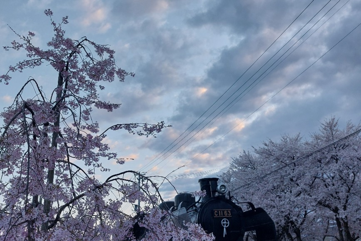 日本一にもなった日中線のしだれ桜❣️神社ツアー